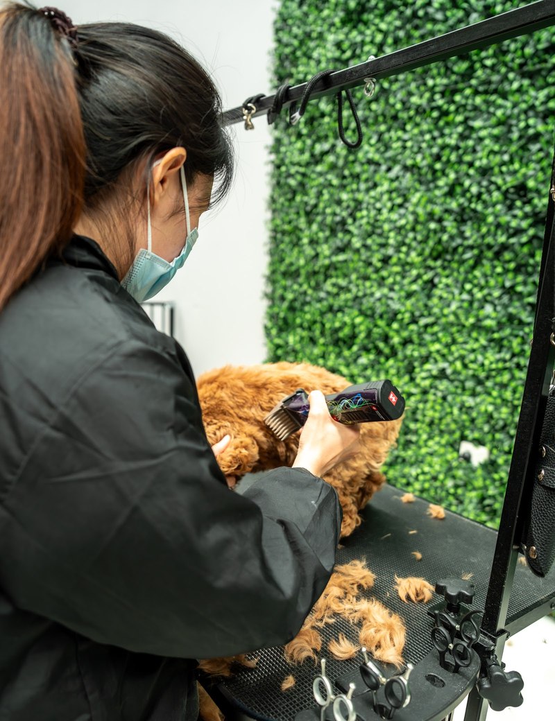A groomer clipping a toy poodle's coat against the studio hedge wall