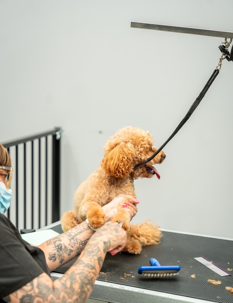 A groomer trimming a poodle's paw with scissors, close up