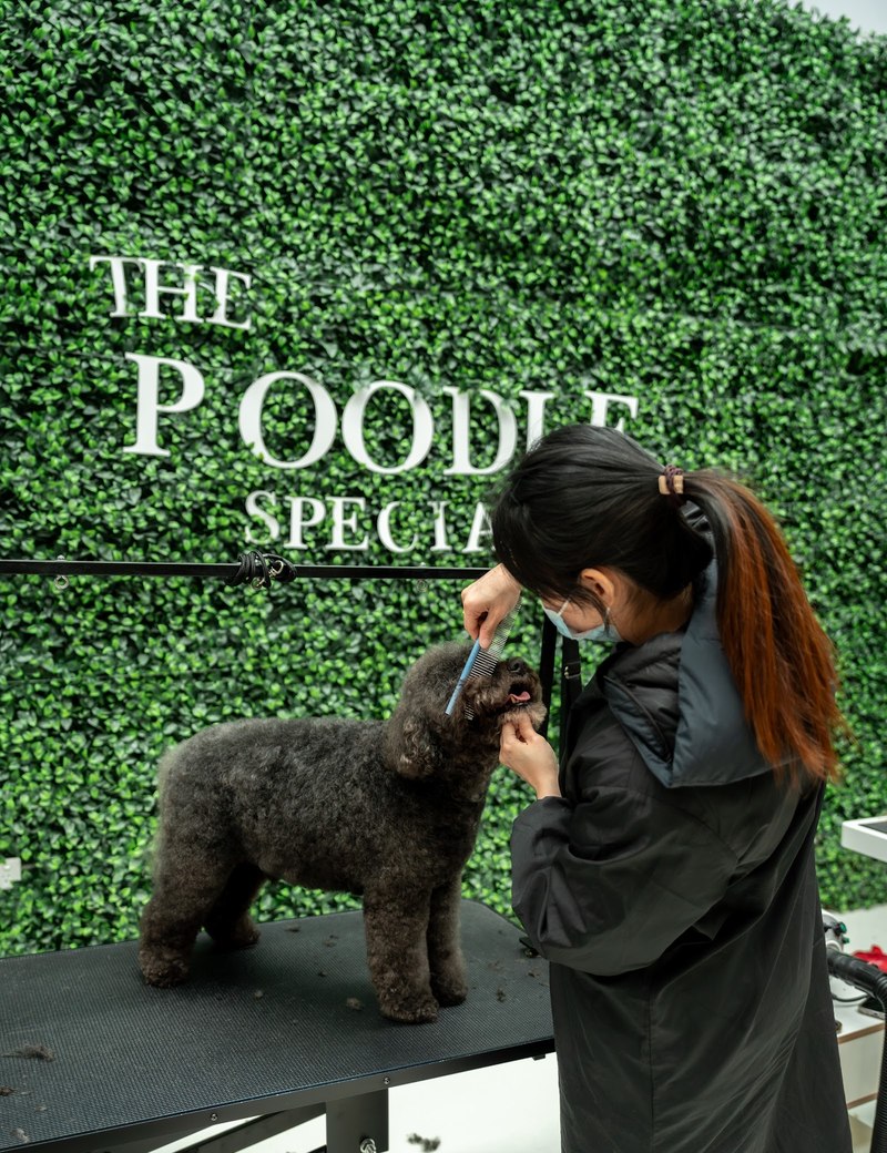 A groomer hand-scissoring a black poodle's coat at the studio wordmark wall
