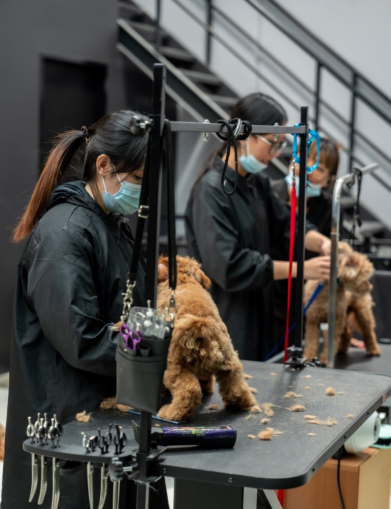Two specialist groomers each at work on a poodle in the studio