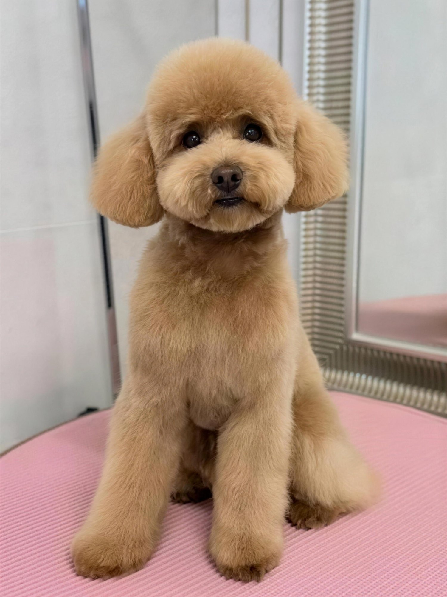 Freshly groomed apricot toy poodle with a rounded teddy-bear head, sitting on the grooming table at The Poodle Specialist