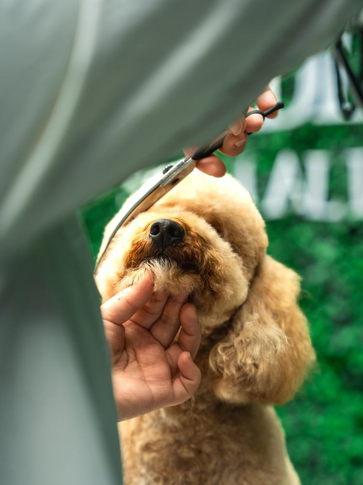 A groomer's hand gently steadying a toy poodle's chin during the finish