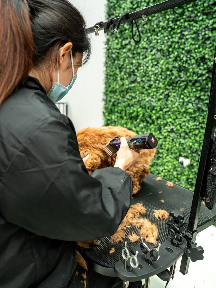 A groomer clipping a toy poodle's coat at the grooming table
