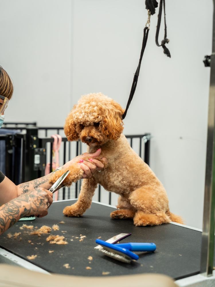 Hand-scissoring a toy poodle's coat, trimmings on the table