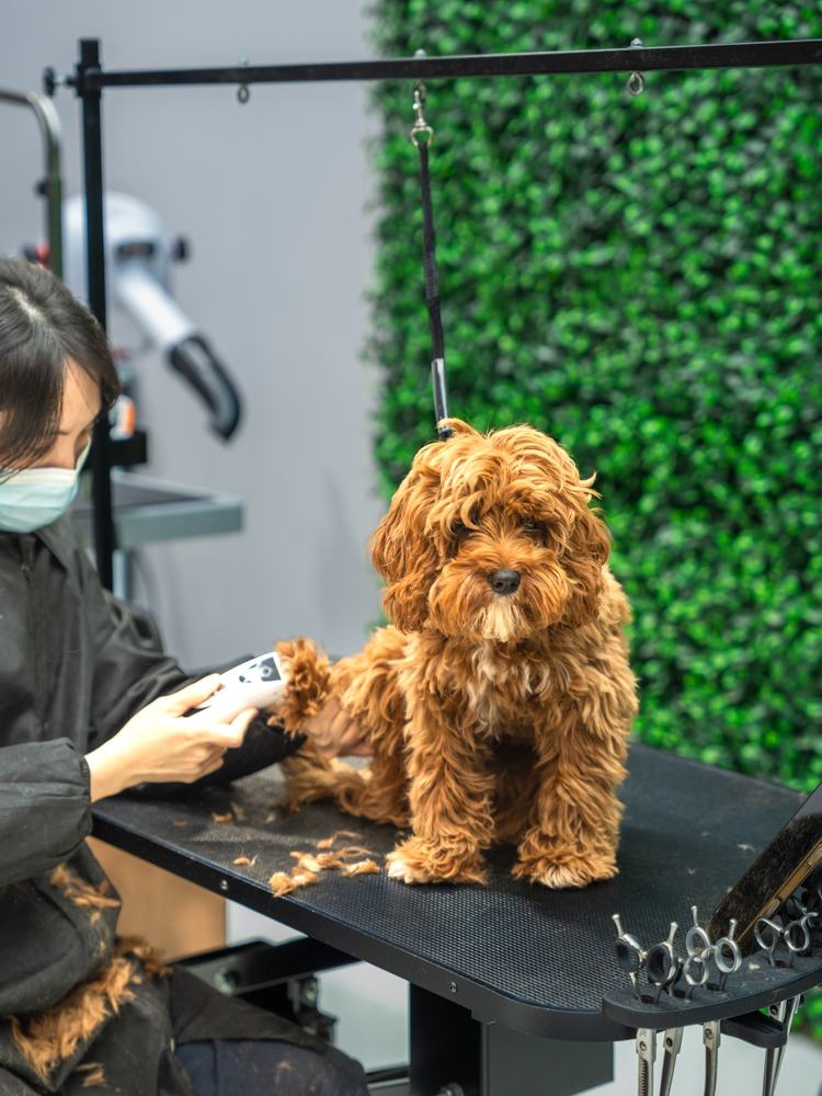 A groomer at the table with a toy poodle mid-groom