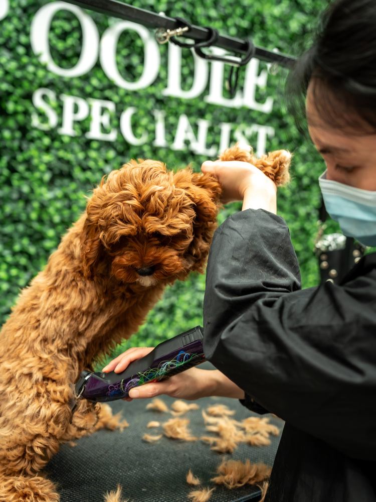 A groomer scissoring an apricot cavoodle in front of The Poodle Specialist wall