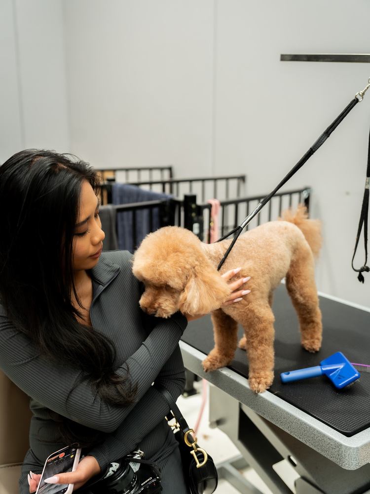 A groomer kneeling beside a freshly groomed poodle