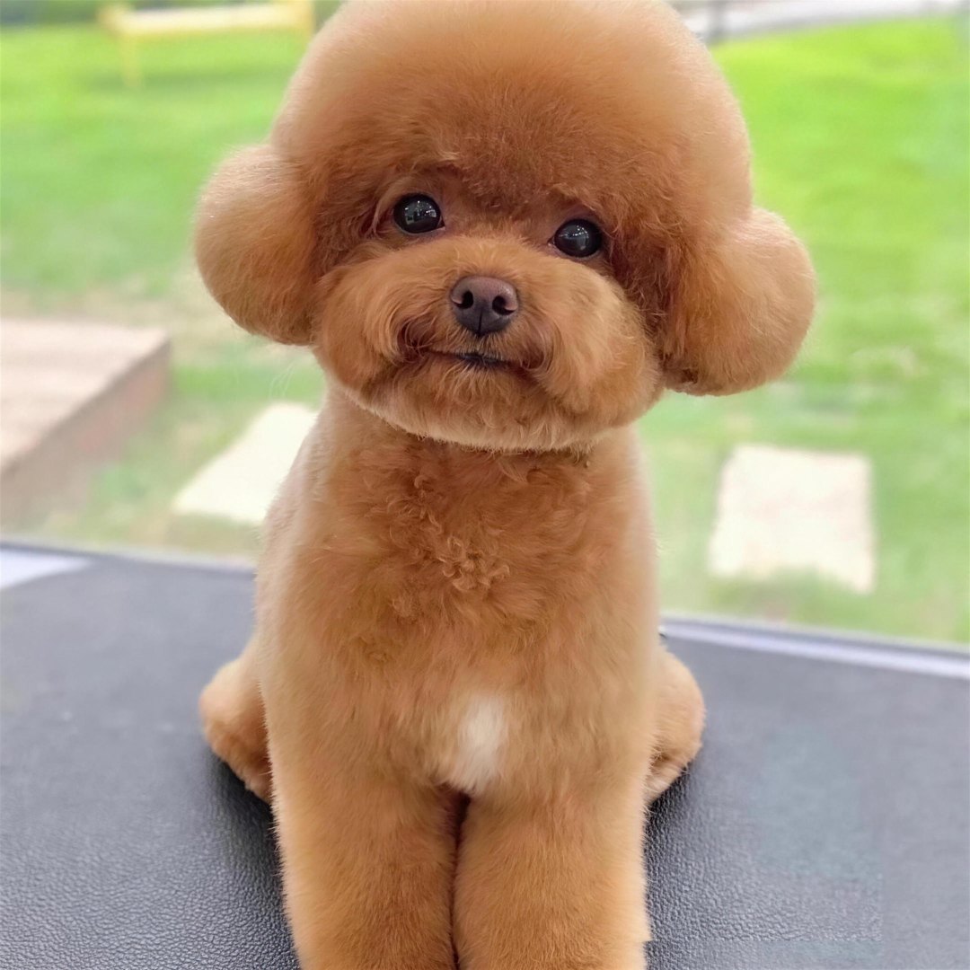 Apricot poodle sitting after an Asian-style groom, plush rounded teddy silhouette, full body